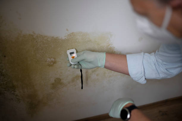 Best Mold Remediation for Schools in Freeland, PA