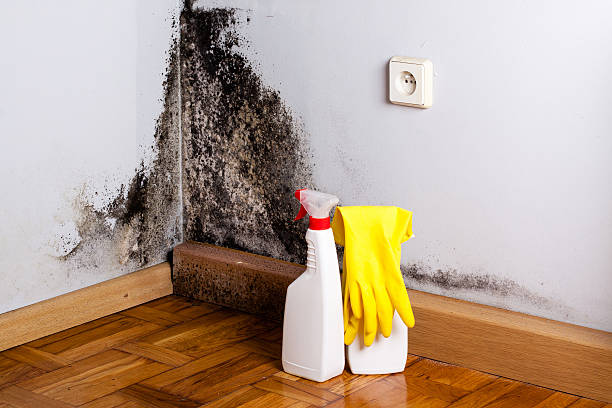 Best Post-Flood Mold Remediation in Freeland, PA