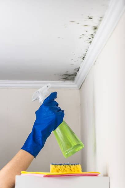 Best Attic Mold Remediation in Freeland, PA